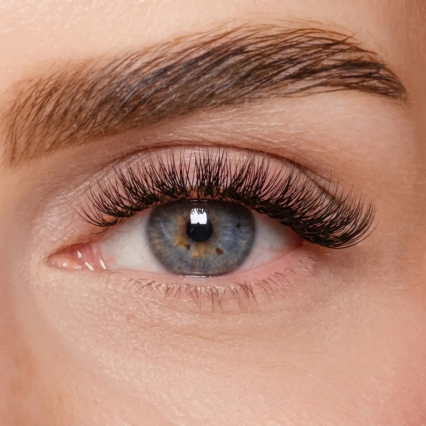 DIY Wimpernsegmente – Volume 1 (Pre-Glued 2.0)